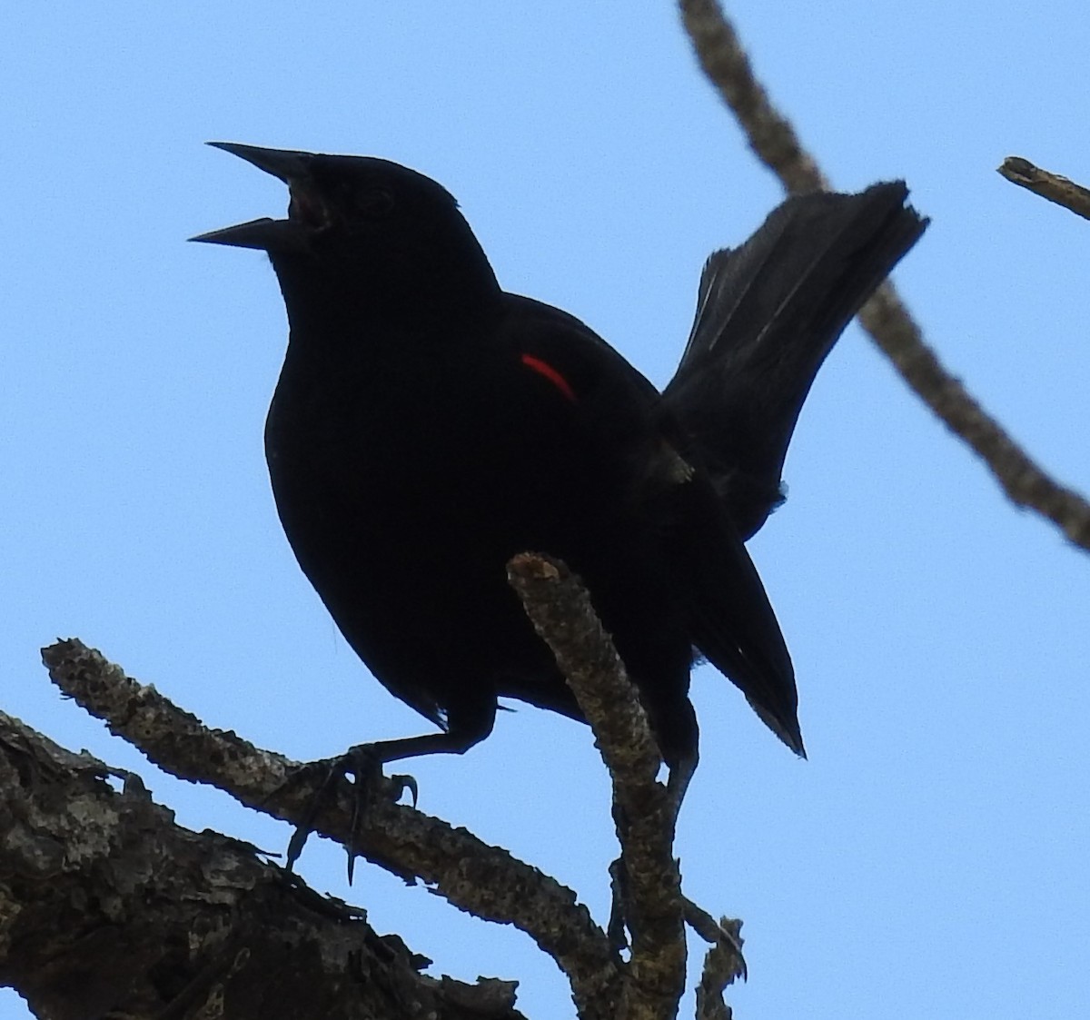 Red-winged Blackbird - ML251712581
