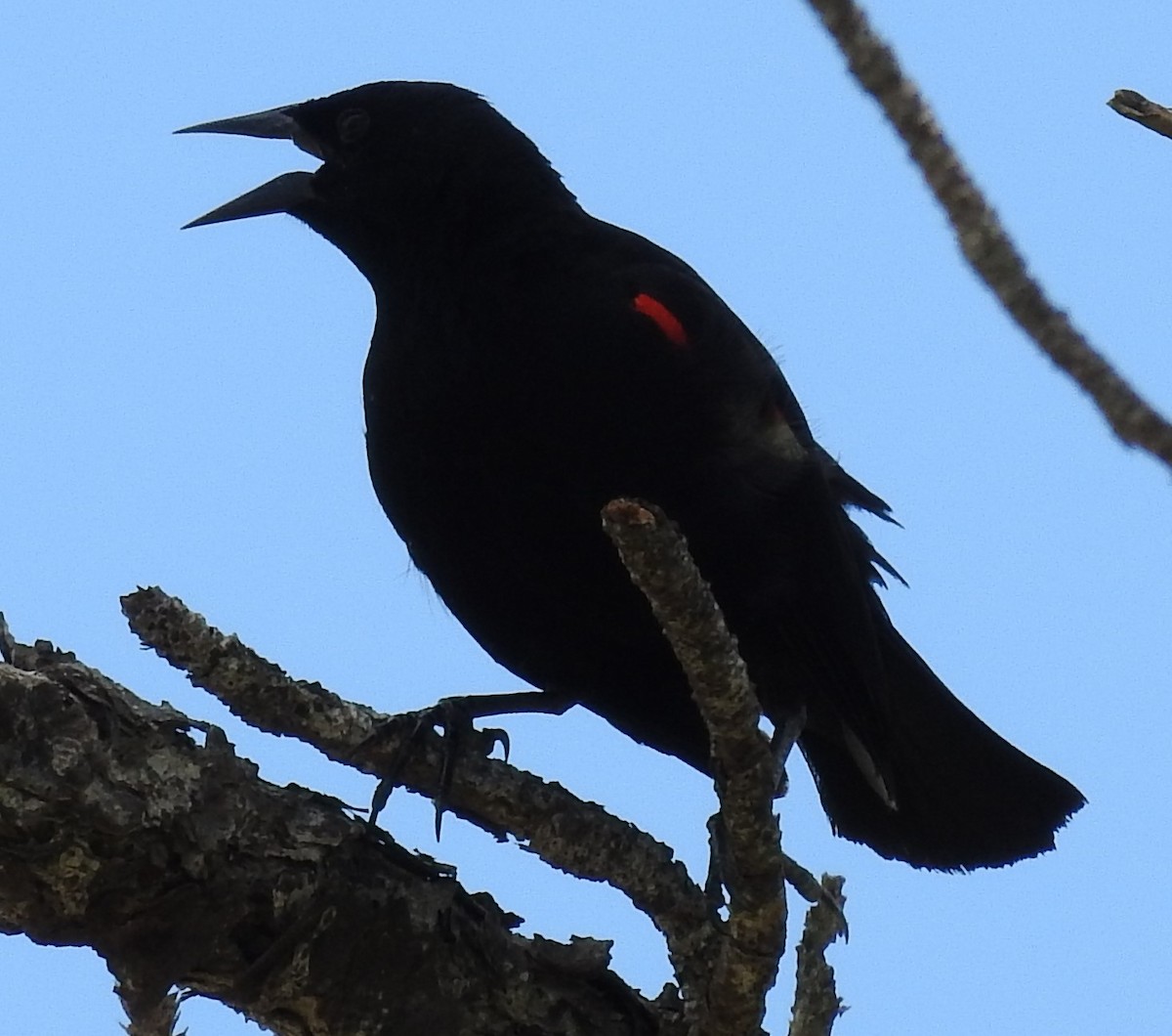 Red-winged Blackbird - ML251712591