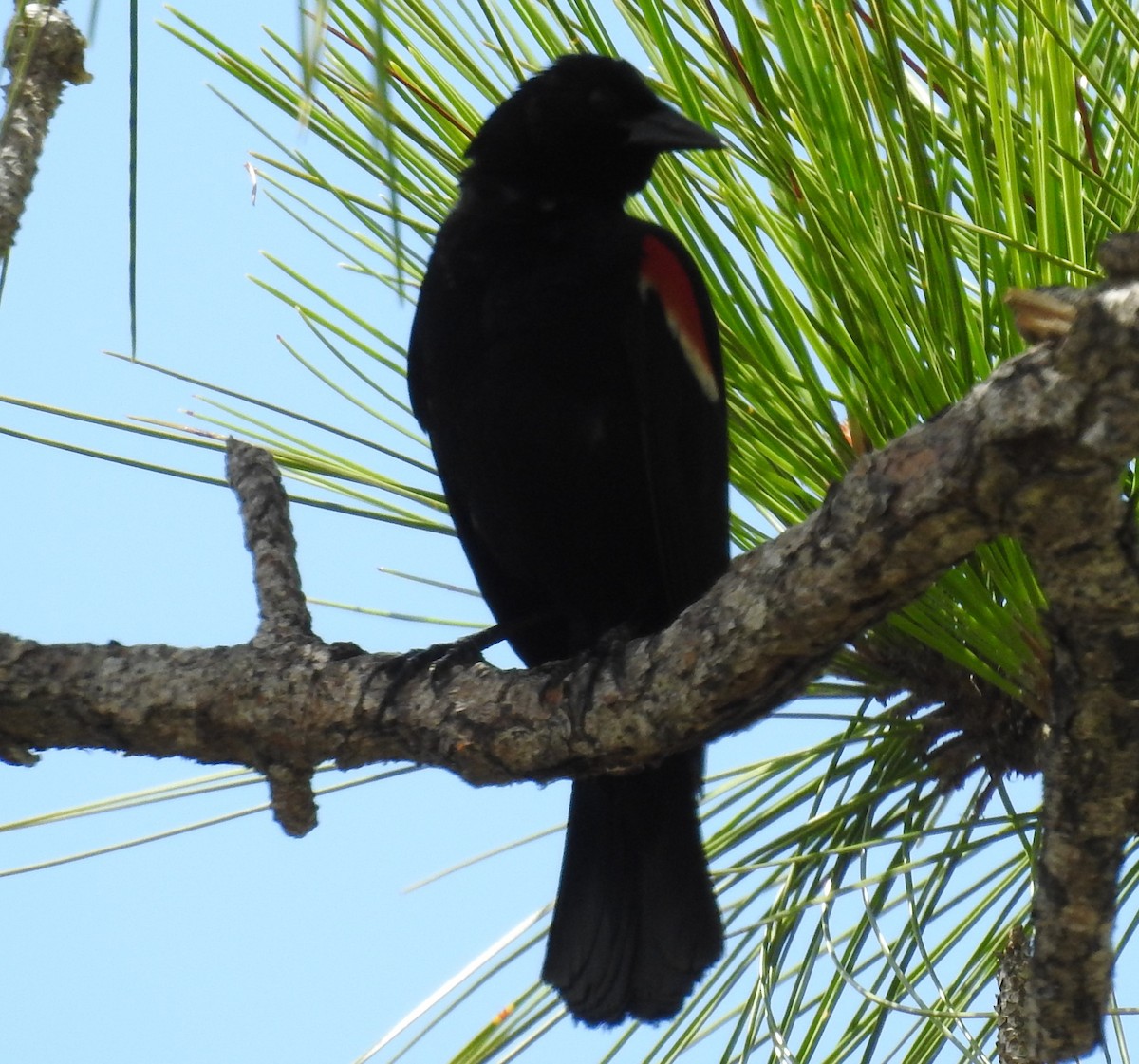 Red-winged Blackbird - ML251712601