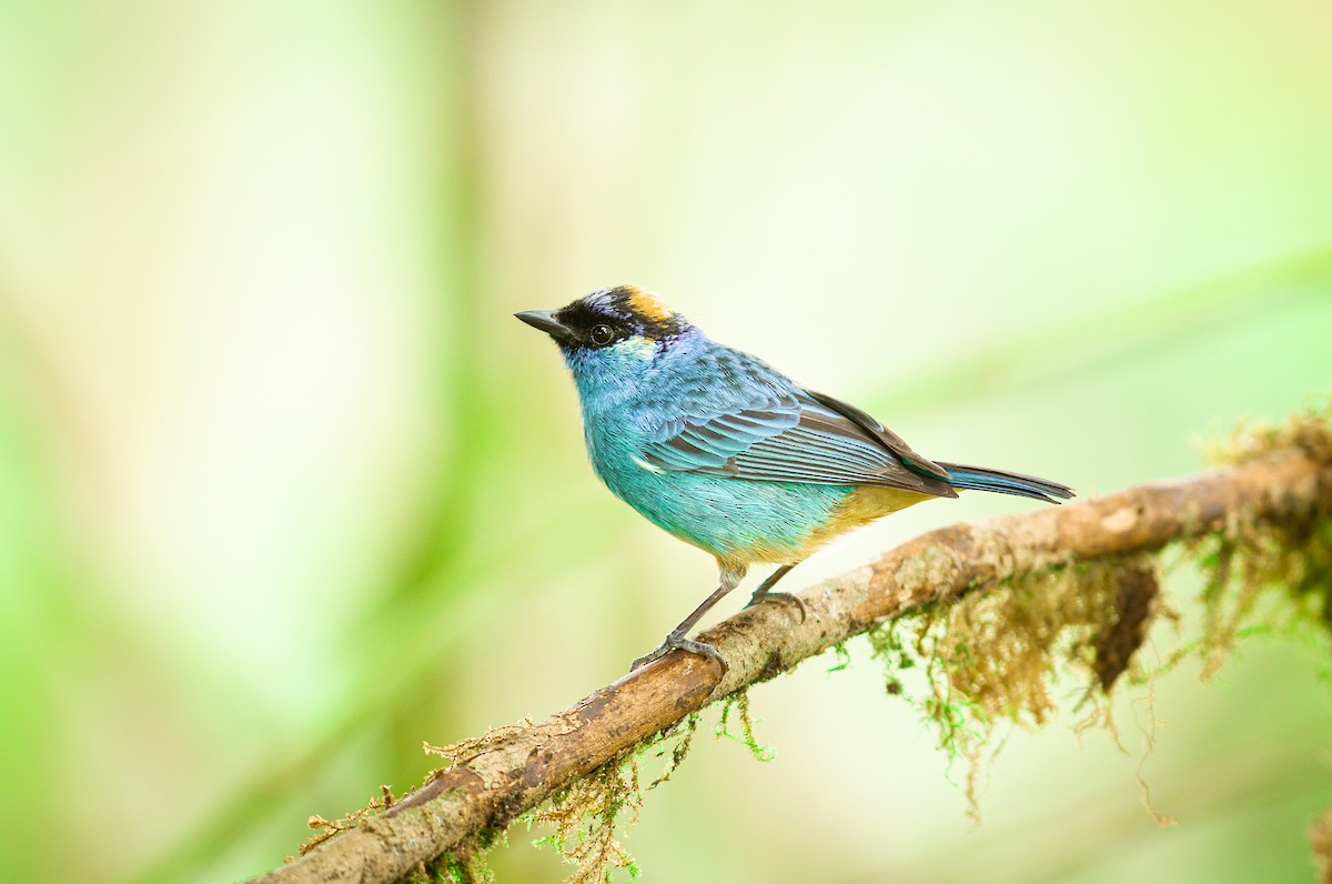 Golden-naped Tanager - ML251715731