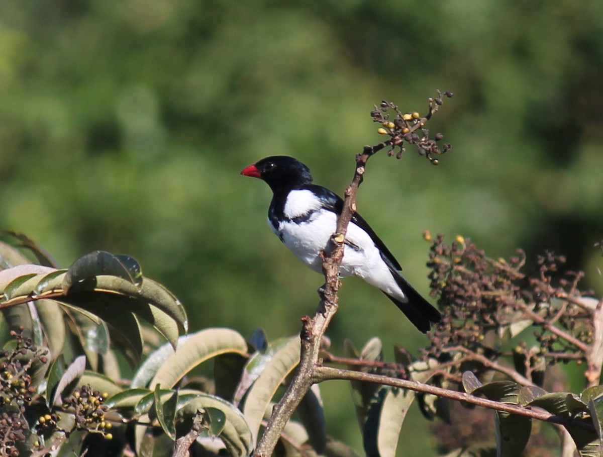 Red-billed Pied Tanager - ML251717141