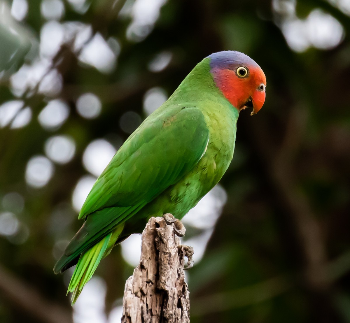 Red-cheeked Parrot - ML251723531