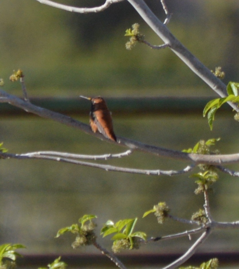 Rufous Hummingbird - ML25172401