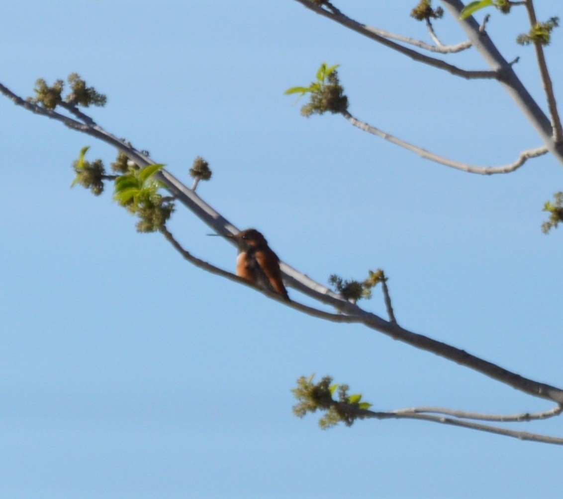 Rufous Hummingbird - ML25172411