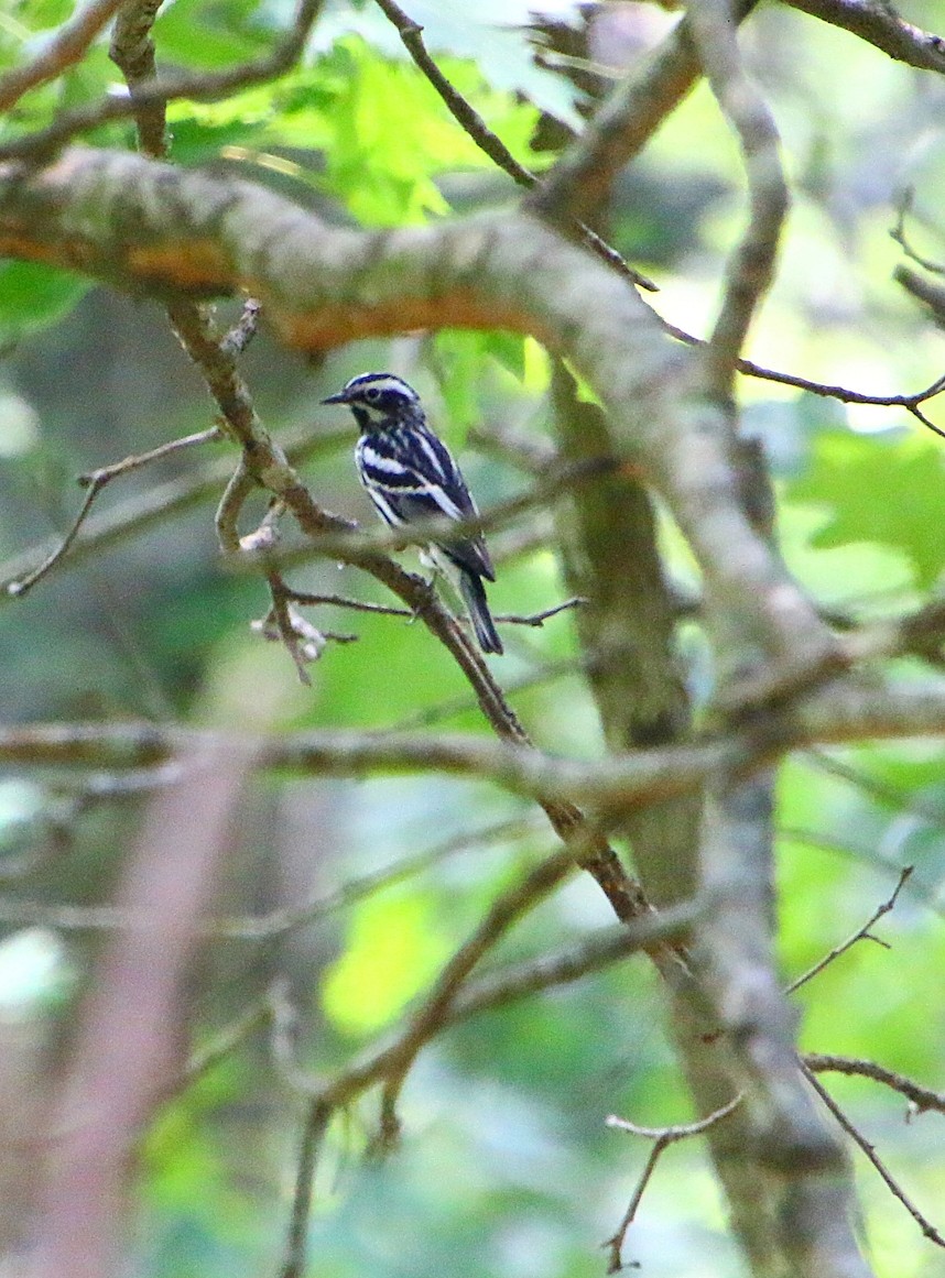 Black-and-white Warbler - ML251725171