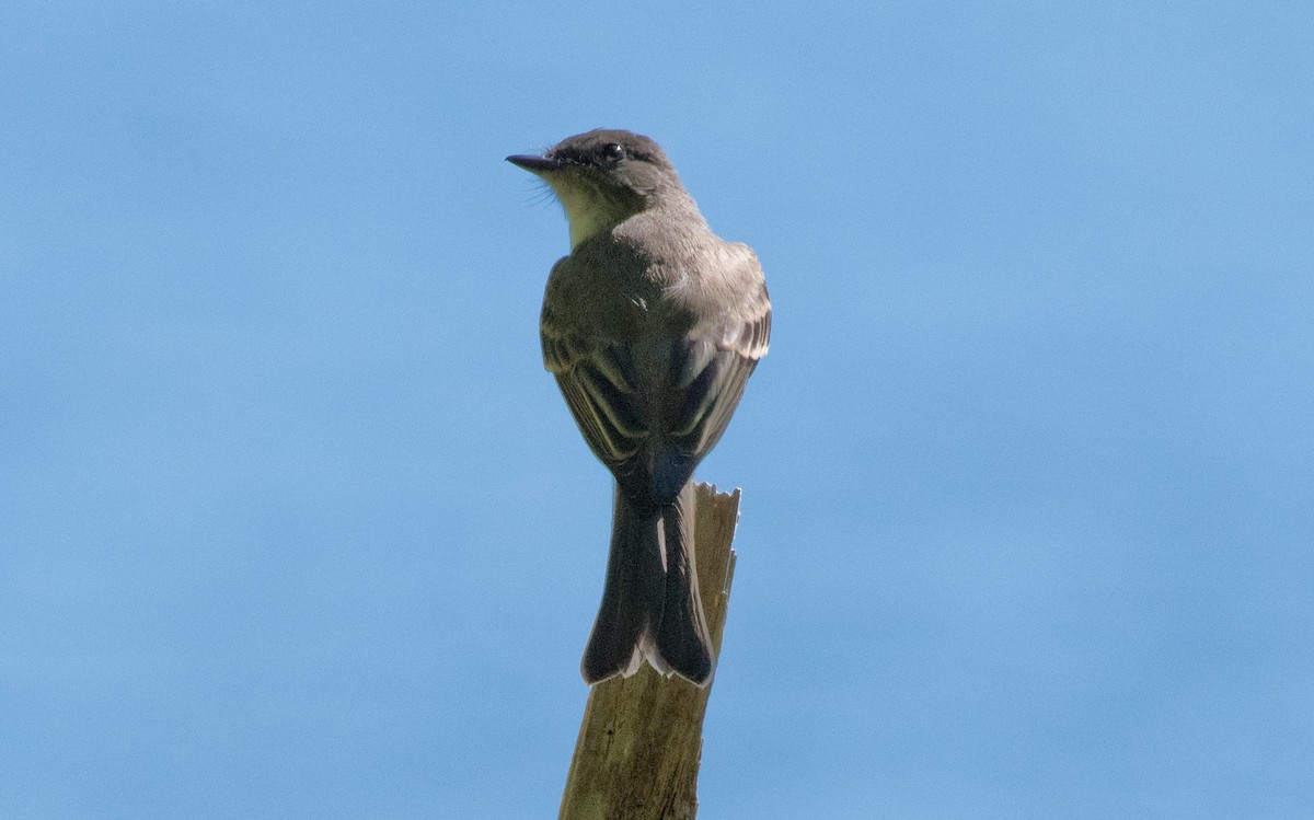 eBird Checklist - 21 Jul 2020 - Gott Pasture Preserve (KLT) - 8 species