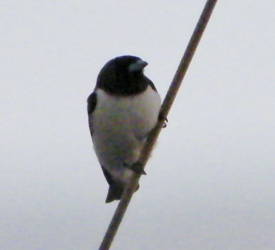 White-breasted Woodswallow - ML251731711