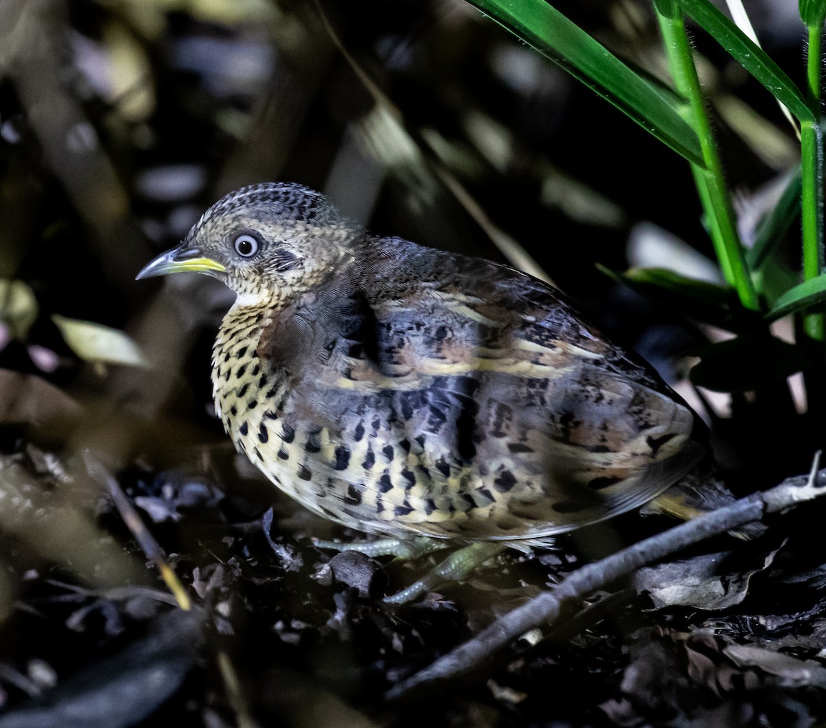 Red-backed Buttonquail - ML251734711