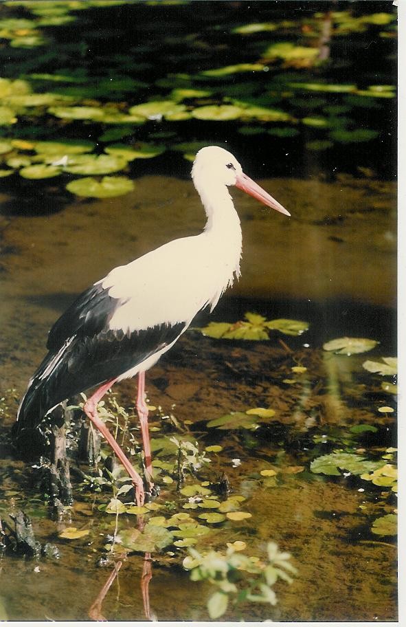 White Stork - Adrian Skerrett