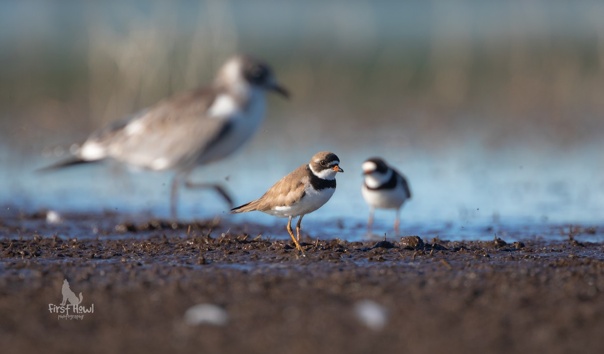 Semipalmated Plover - ML251744661