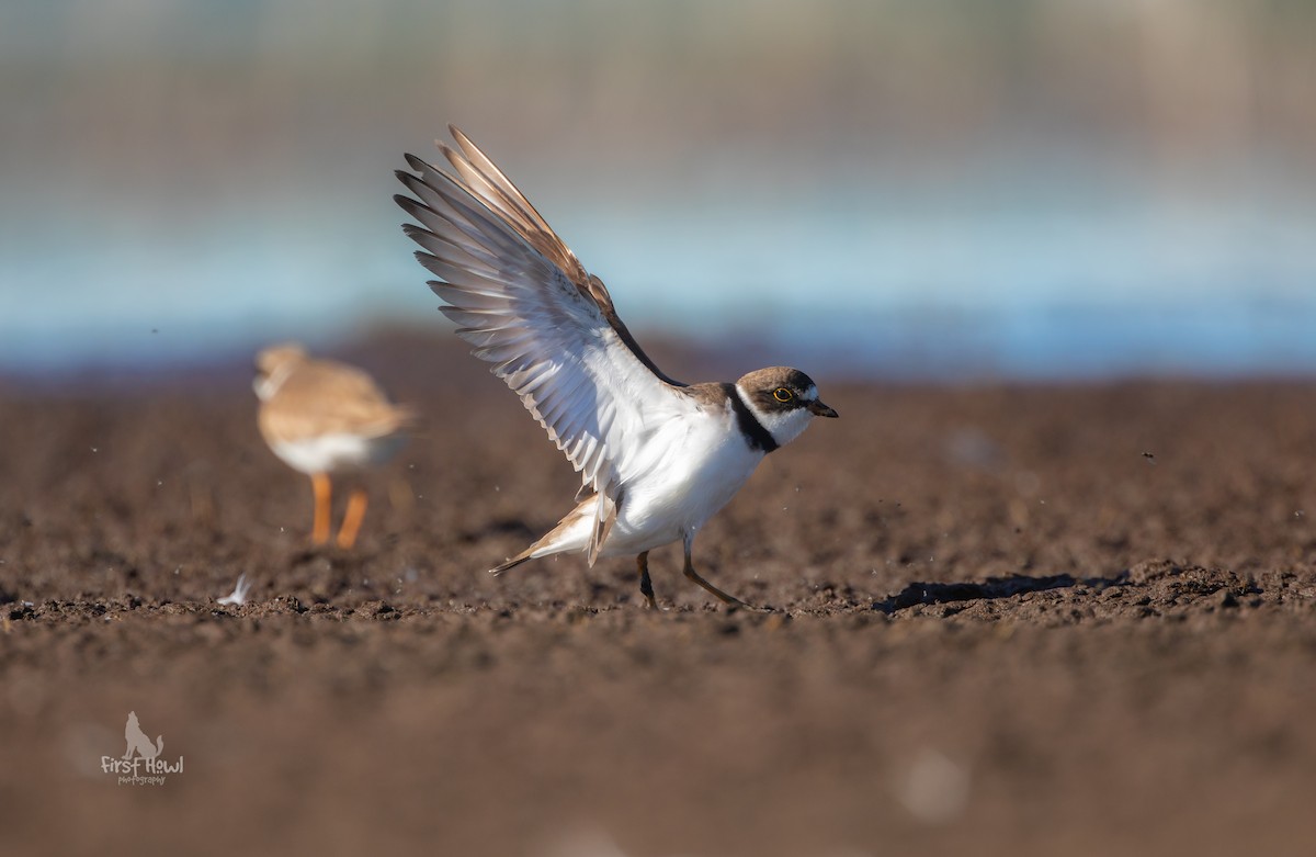 Semipalmated Plover - ML251744721