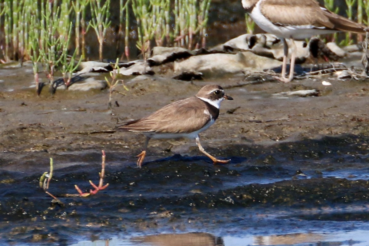 Semipalmated Plover - ML251745331