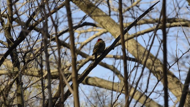 Green-barred Woodpecker - ML251746191