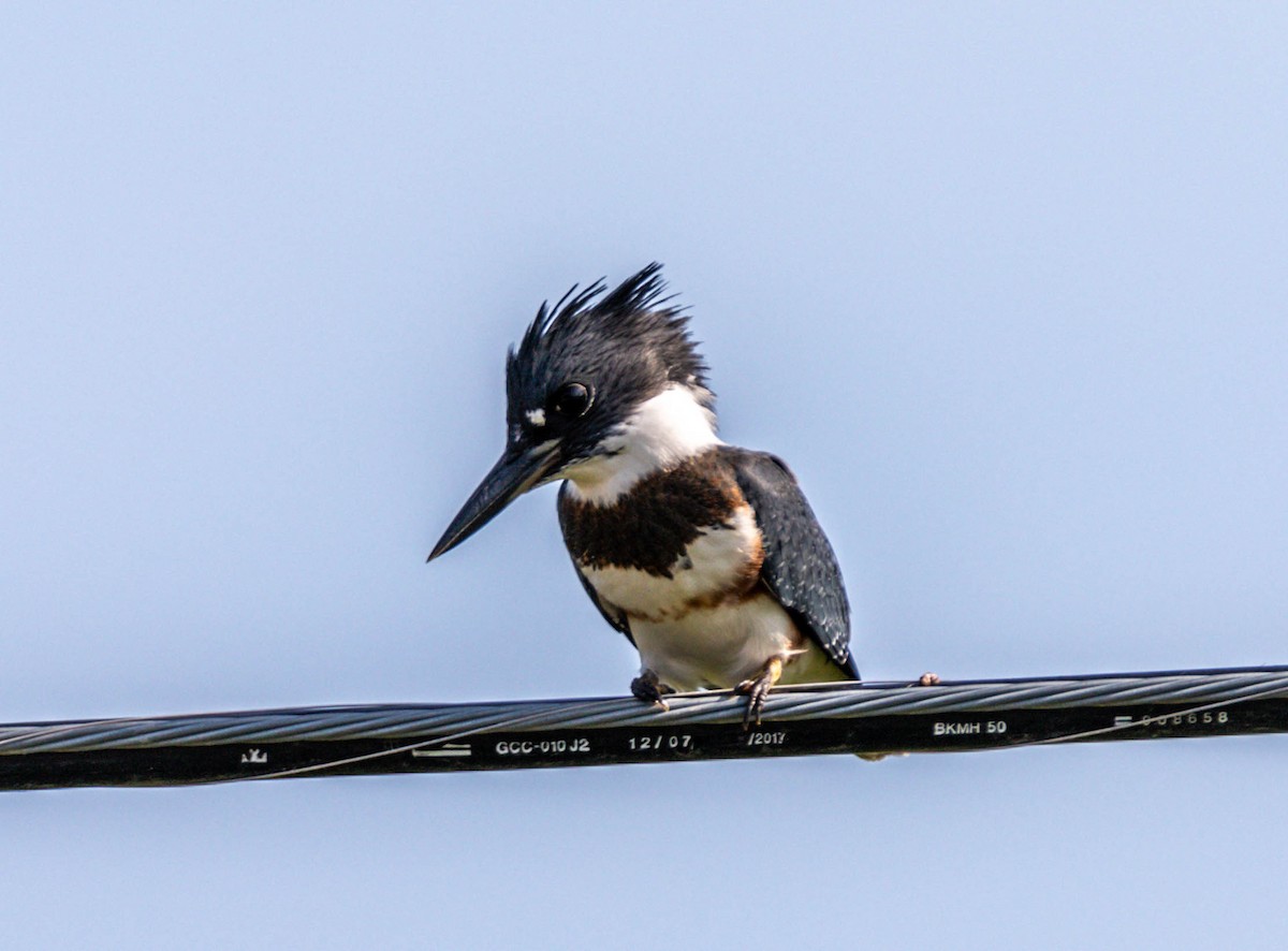 Belted Kingfisher - Christine Andrews