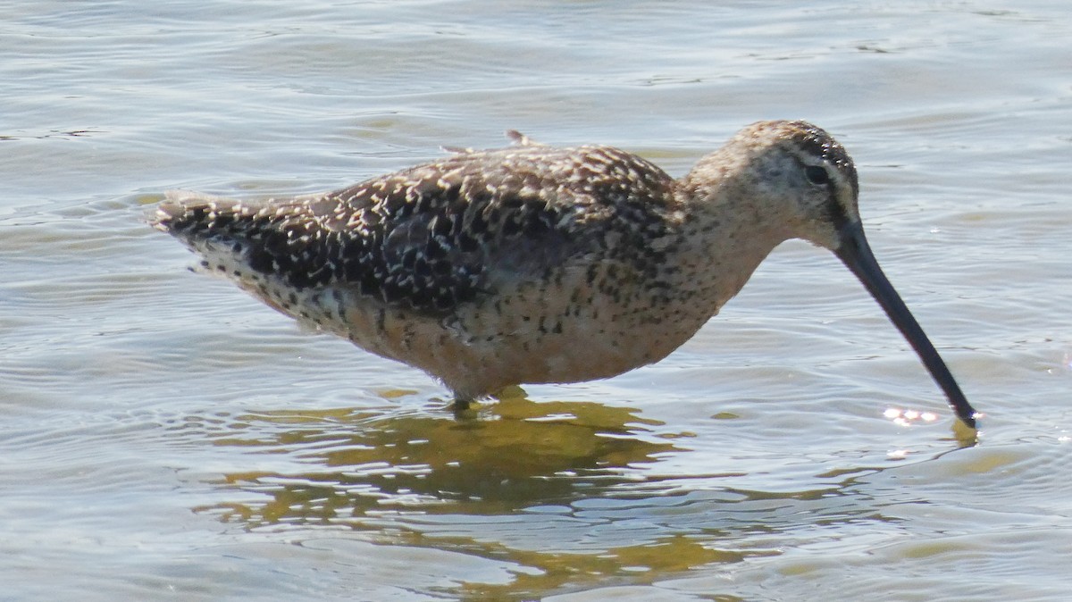 Long-billed Dowitcher - ML251750021