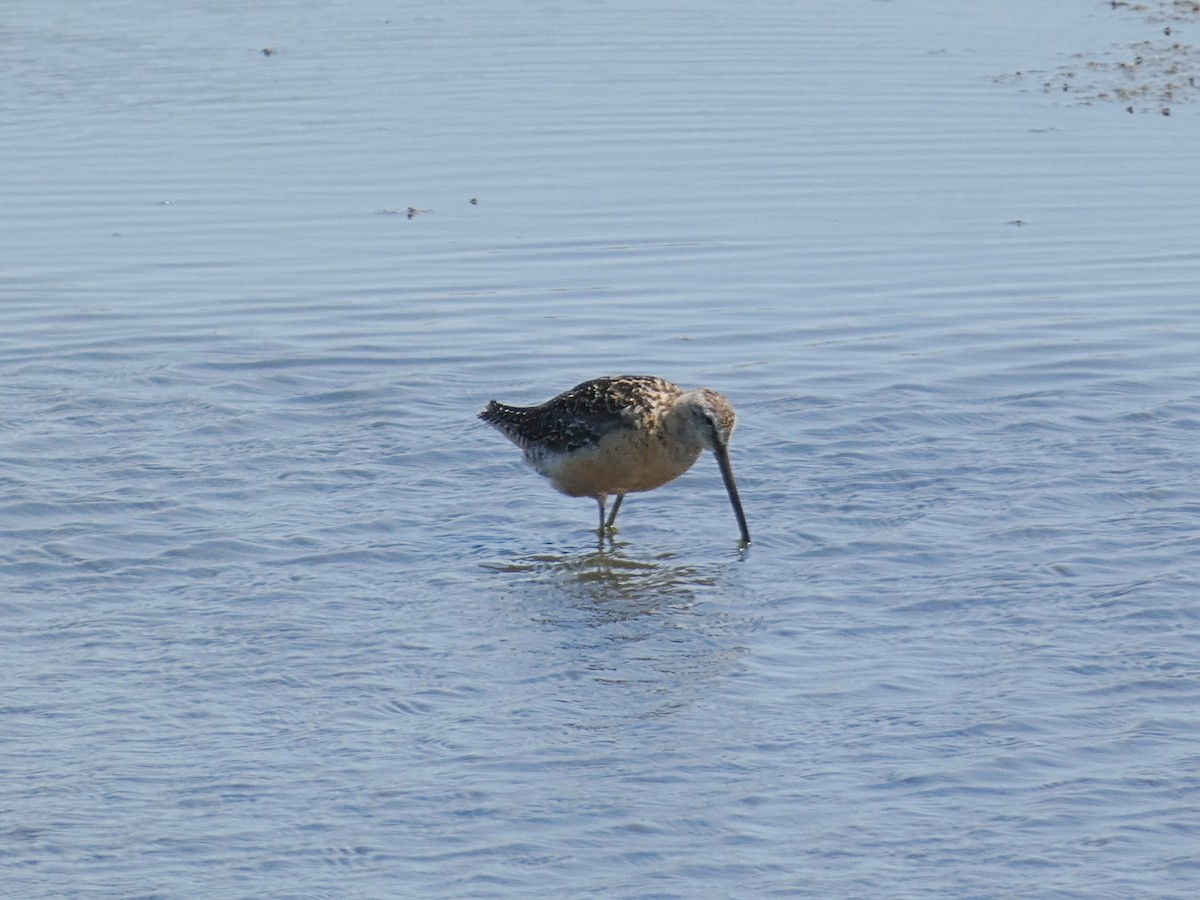 Long-billed Dowitcher - ML251750391