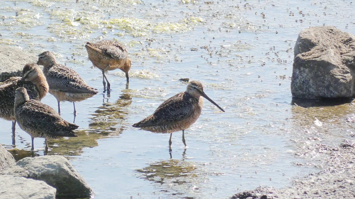 Long-billed Dowitcher - ML251751051