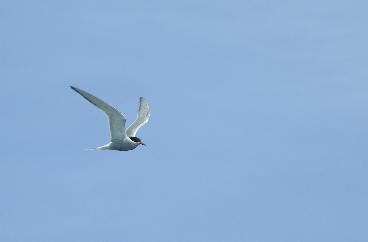 Arctic Tern - ML251751391