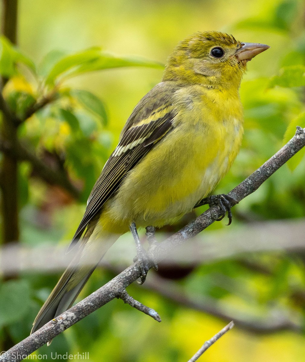 Western Tanager - Shannon Underhill