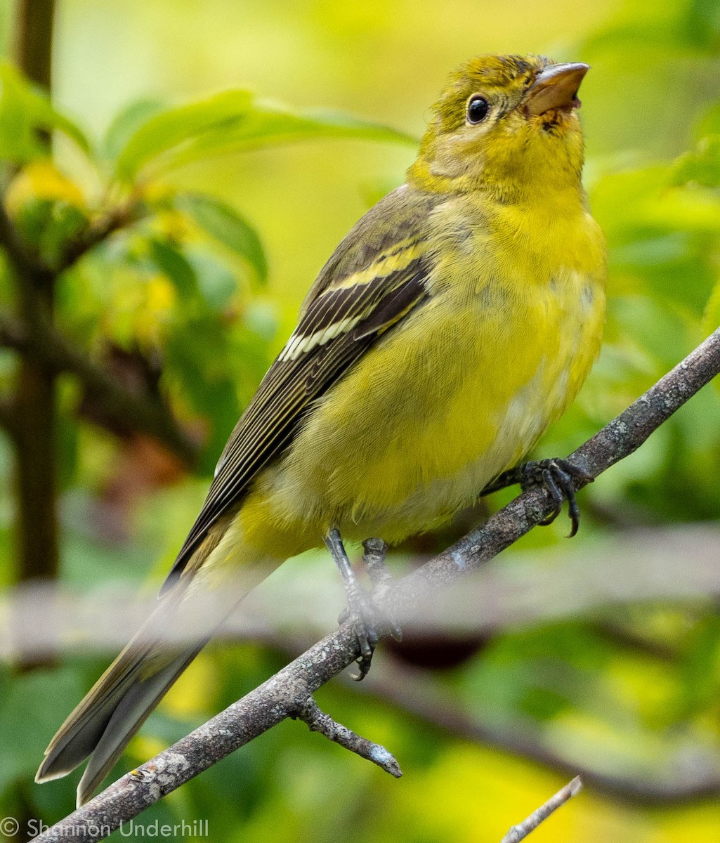 Western Tanager - ML251751521