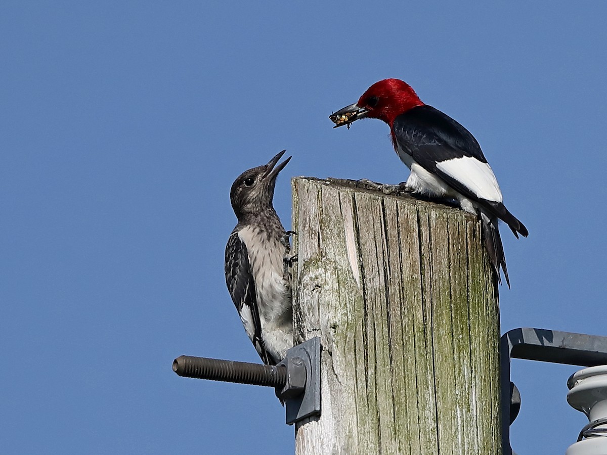 Red-headed Woodpecker - ML251753351