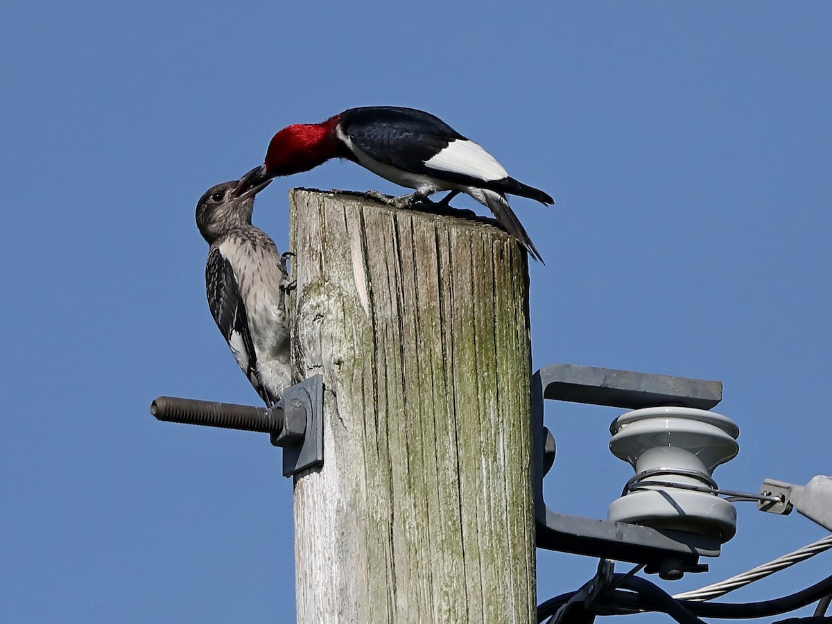Red-headed Woodpecker - ML251753361