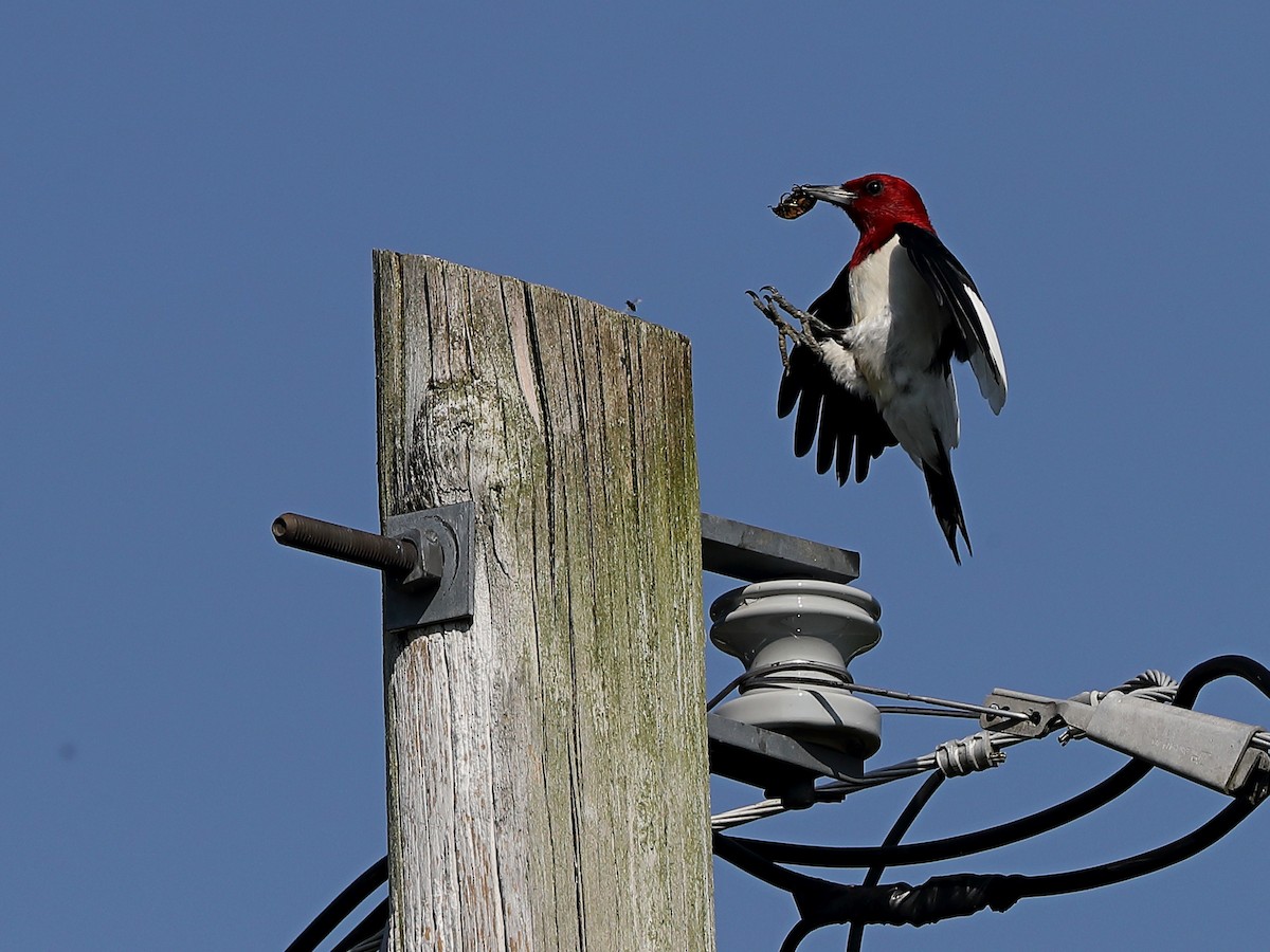 Red-headed Woodpecker - ML251753401