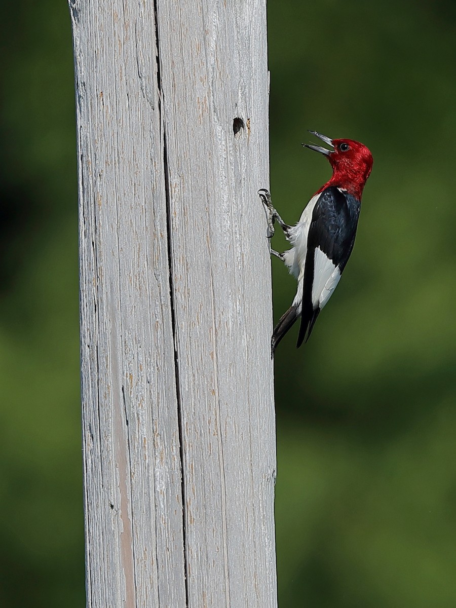 Red-headed Woodpecker - ML251753471