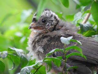 Plain Chachalaca, ML251755071