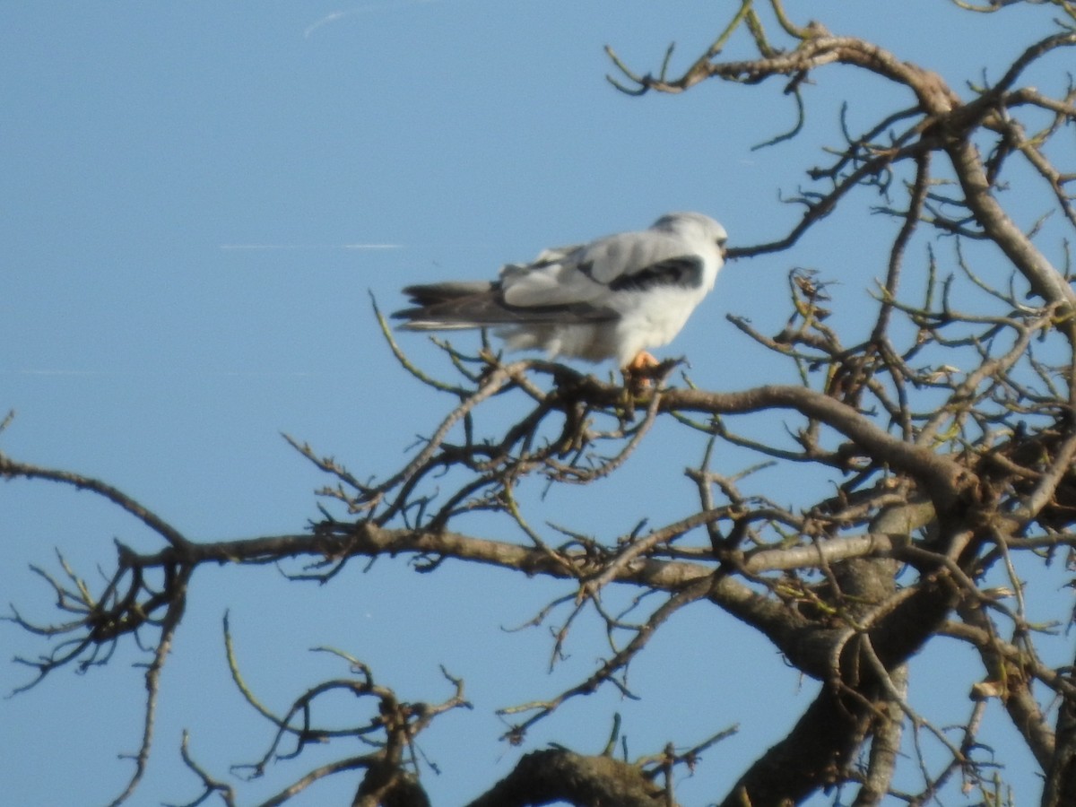 White-tailed Kite - Fabian Lertora
