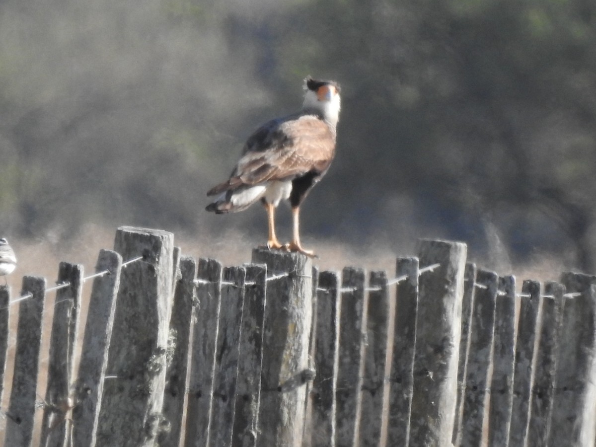 Crested Caracara (Southern) - ML251759711
