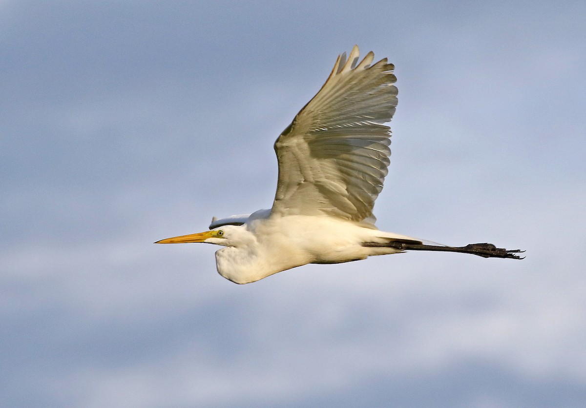 Great Egret (American) - Roger Ahlman