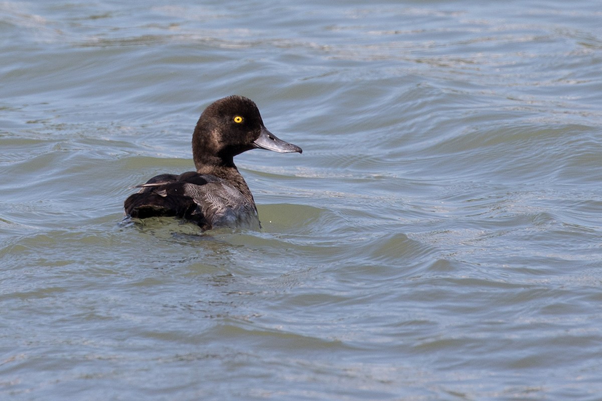 Greater Scaup - ML251762771