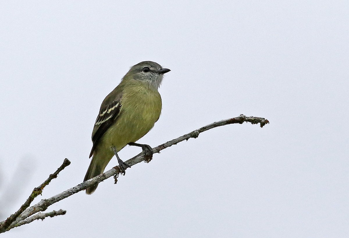 Yellow-crowned Tyrannulet - ML251763381
