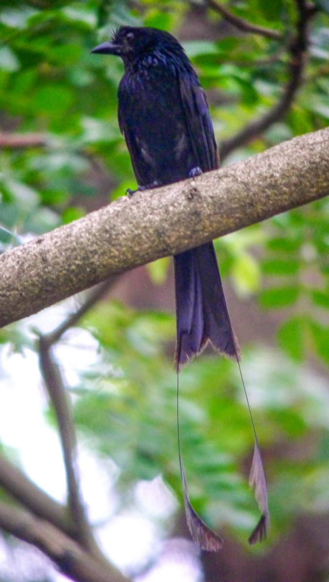 Greater Racket-tailed Drongo - Roger Horn