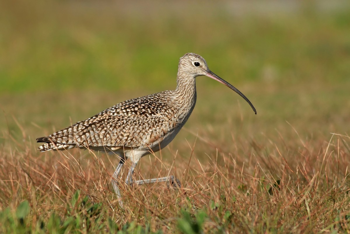 Long-billed Curlew - ML25176991