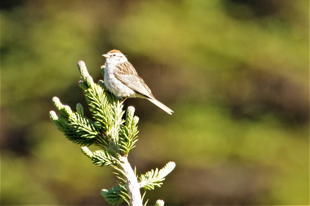 Chipping Sparrow - ML251772511