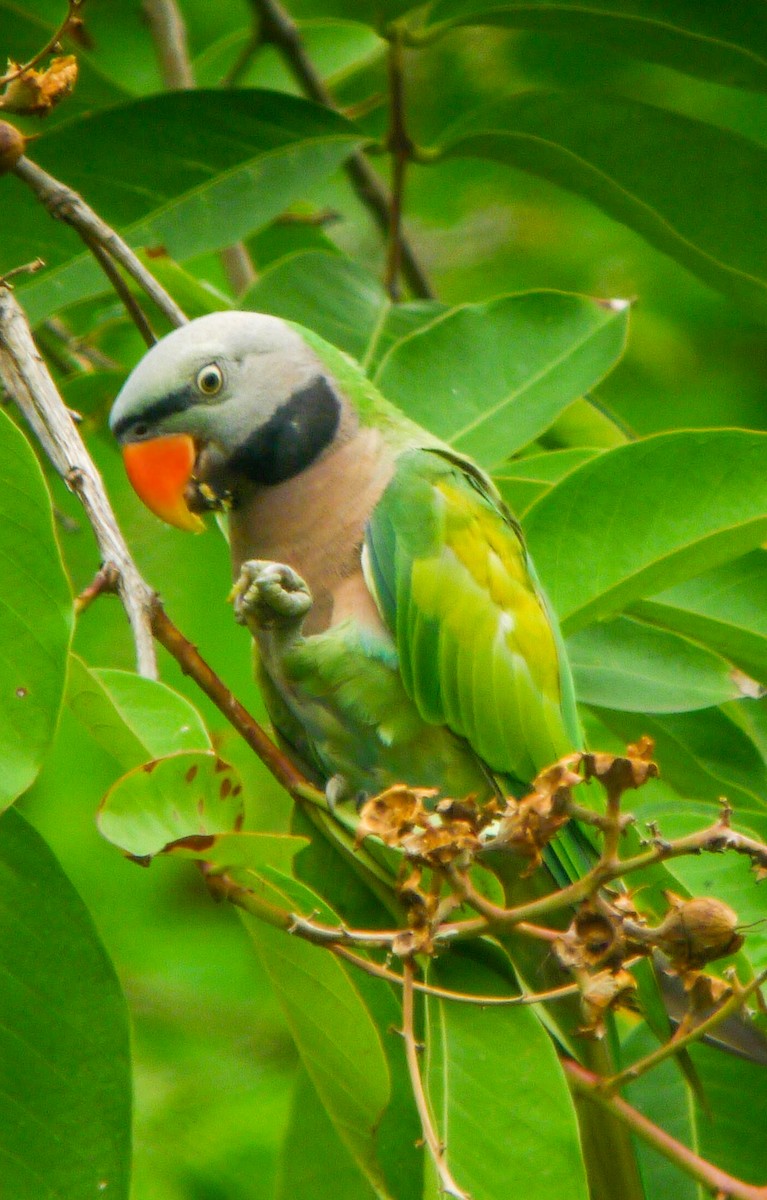 Red-breasted Parakeet - ML251772531