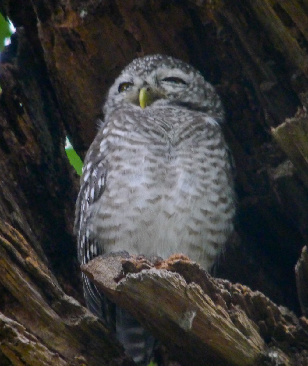 Spotted Owlet - ML251773131