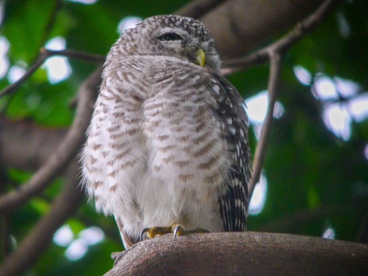 Spotted Owlet - Roger Horn