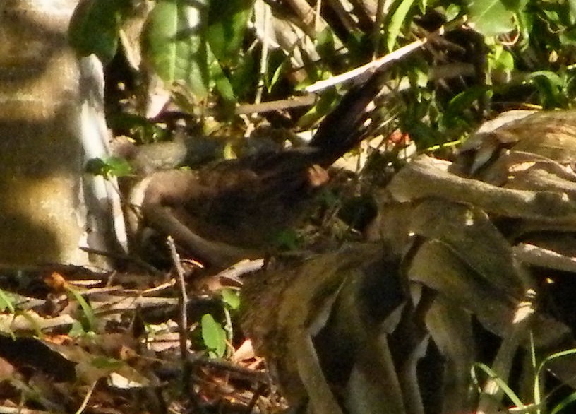 Gray-crowned Babbler - ML251774581