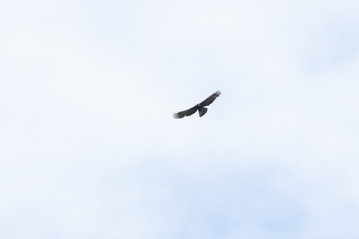 Чёрный хохлатый орёл - ML251781241