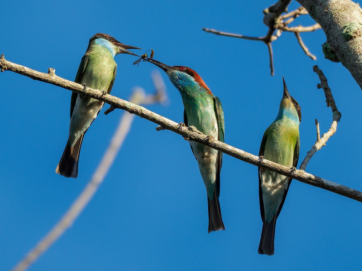 Blue-throated Bee-eater - Karyne Wee