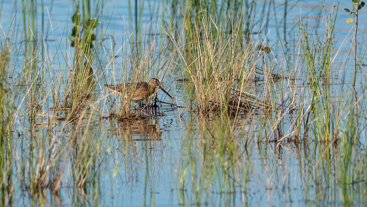 Short-billed Dowitcher - Forest Botial-Jarvis