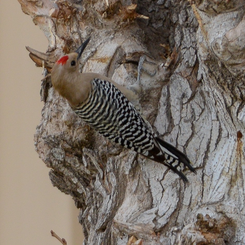 Gila Woodpecker - ML25178831