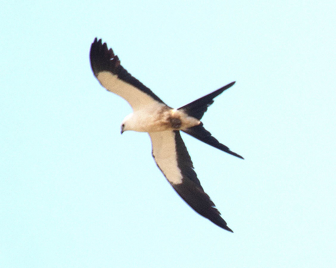 Swallow-tailed Kite - Iliana Stokes