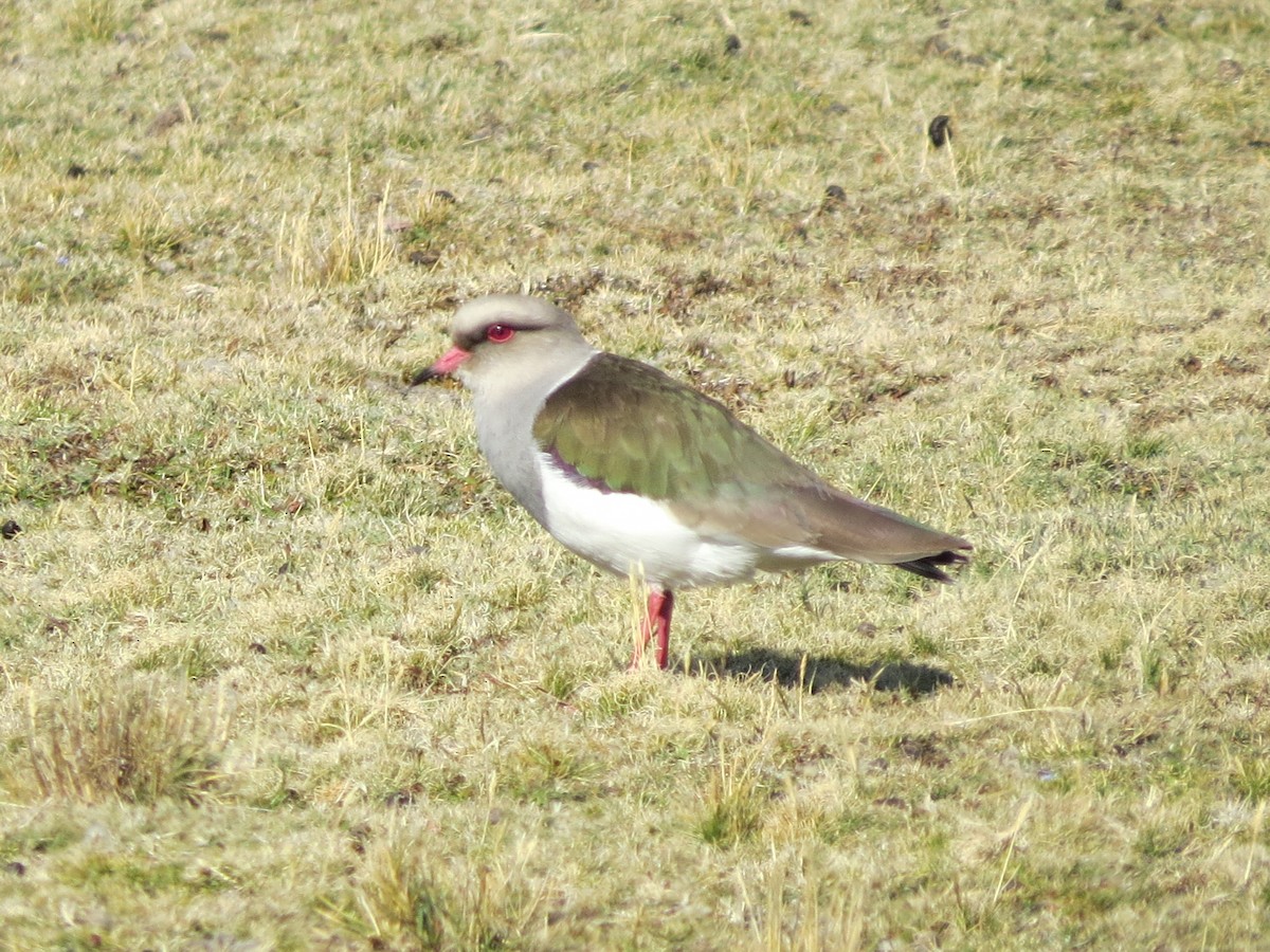 Andean Lapwing - ML251801941
