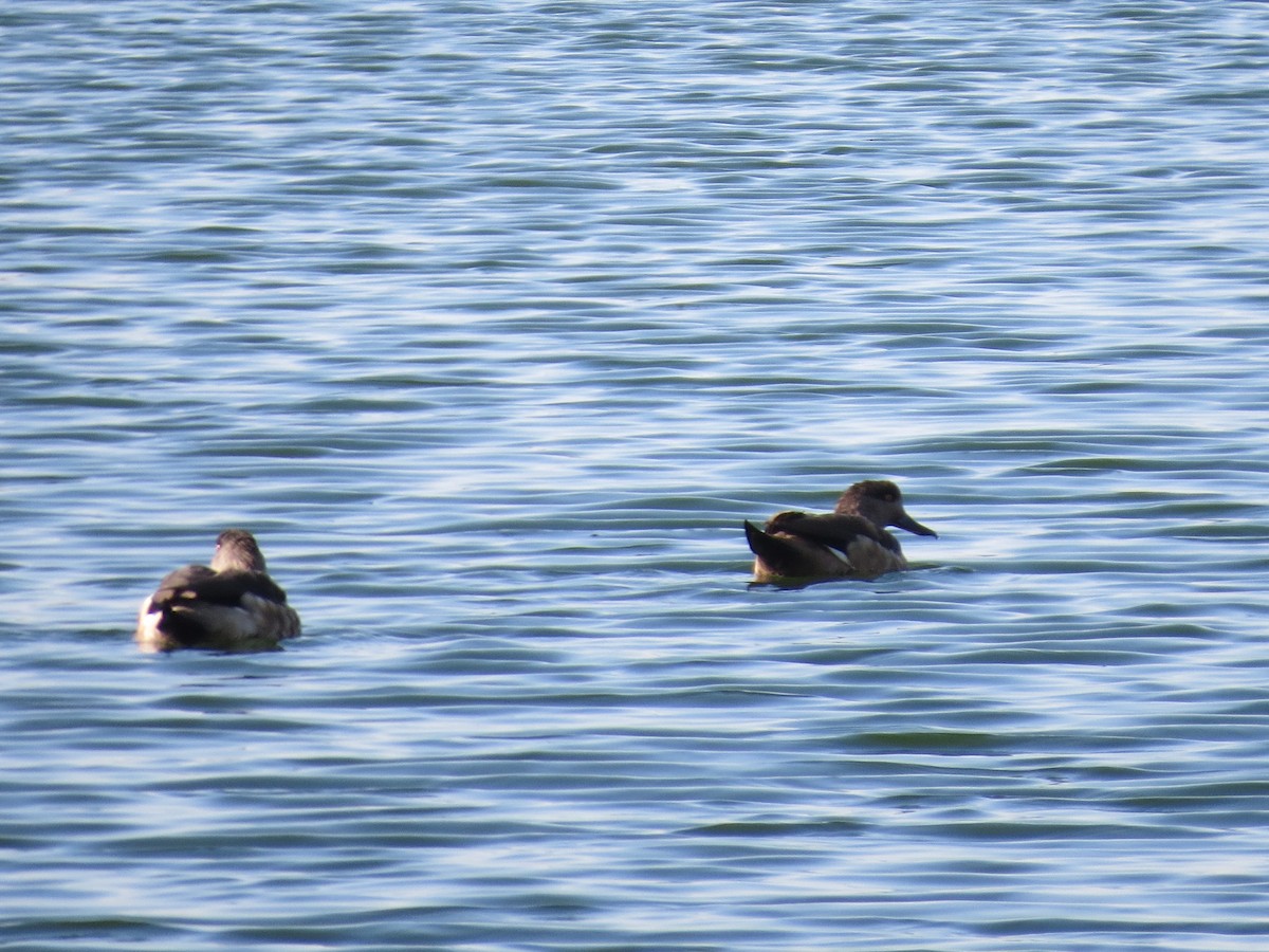 Crested Duck - ML251802031