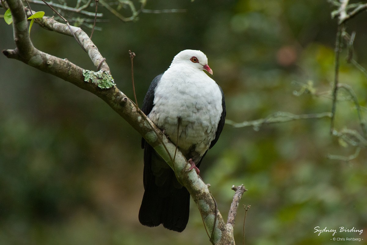White-headed Pigeon - ML251807051