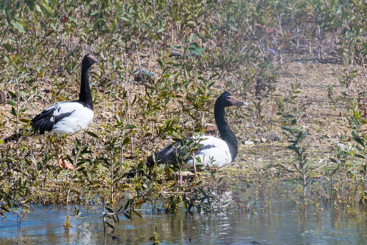 eBird Checklist 27 Jul 2020 Black Swan Lake (Ascot Court, Bundall) 14 species